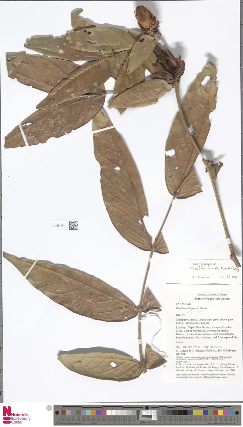 Cynometra brassii