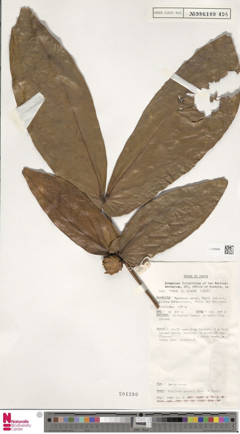 Cynometra brassii photo 2