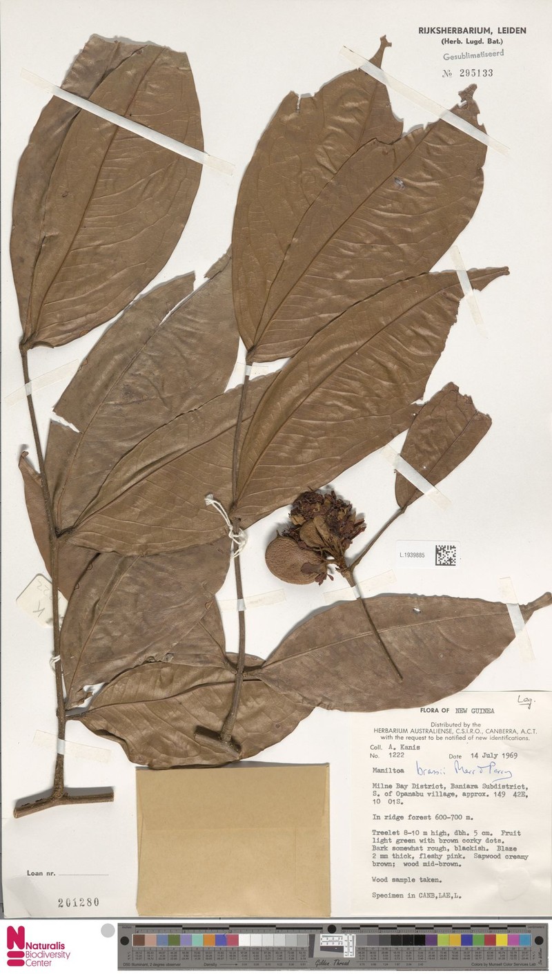 Cynometra brassii photo 3