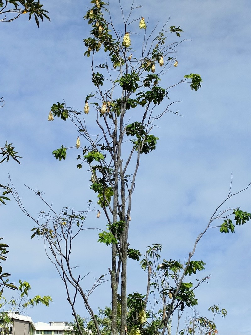 Cynometra browneoides photo 4