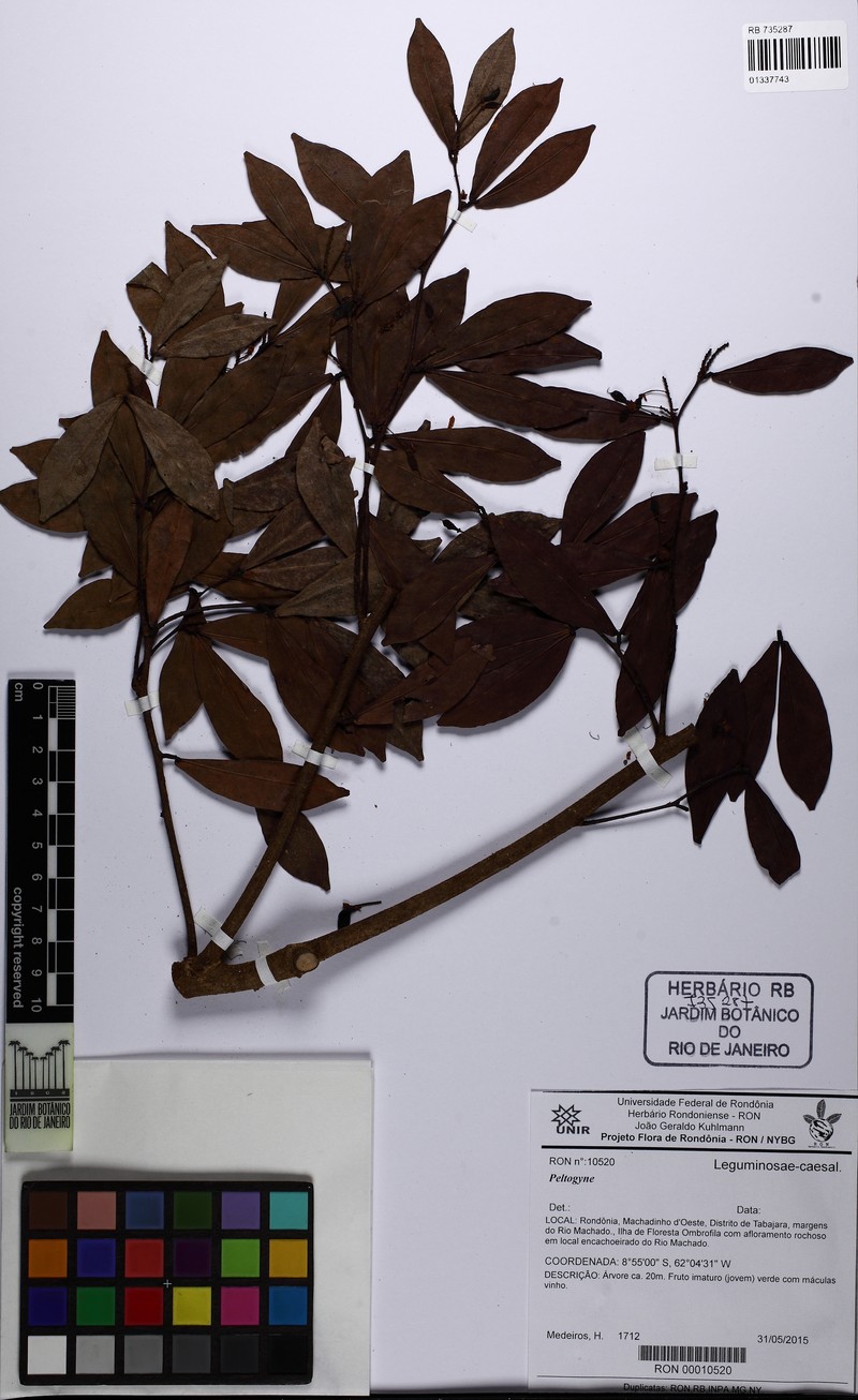Cynometra cerebriformis
