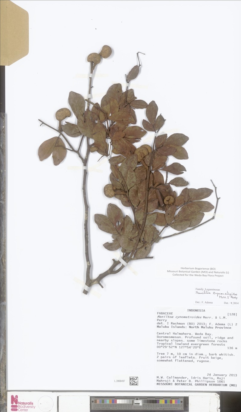 Cynometra cynometroides photo 6