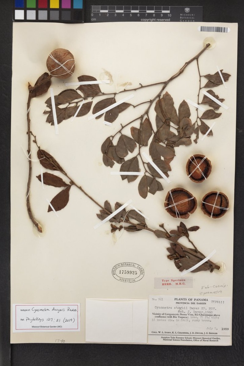 Cynometra dwyeri