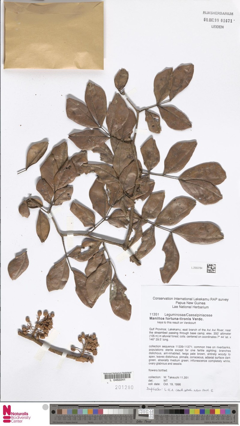 Cynometra fortuna-tironis
