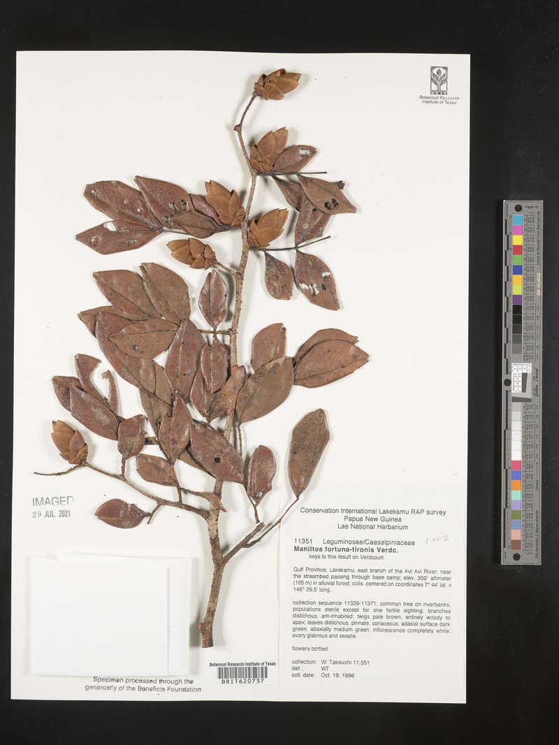 Cynometra fortuna-tironis photo 2