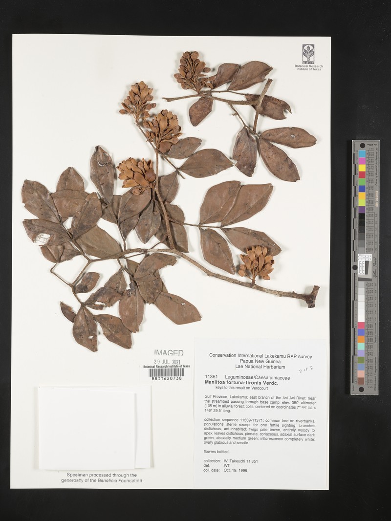 Cynometra fortuna-tironis photo 3