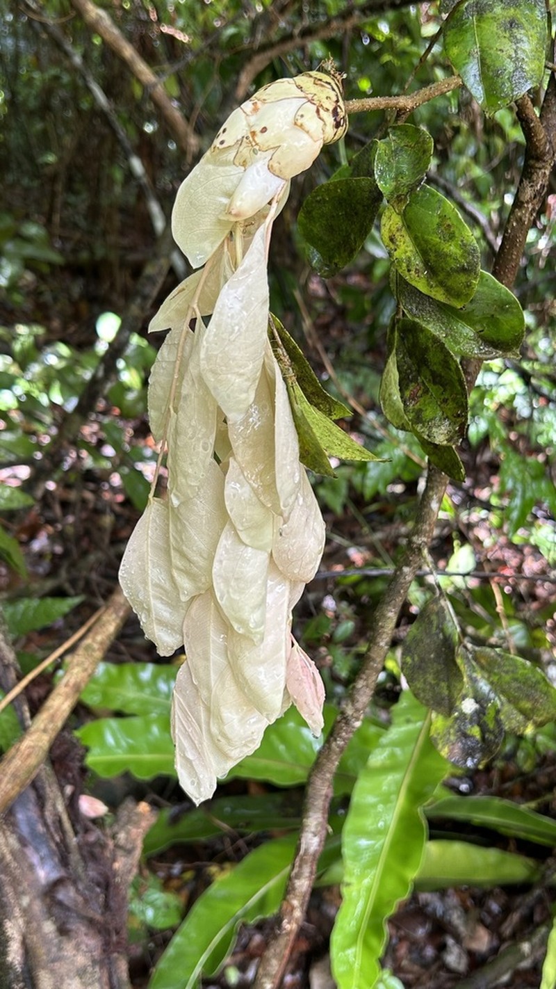 Cynometra lenticellata photo 3