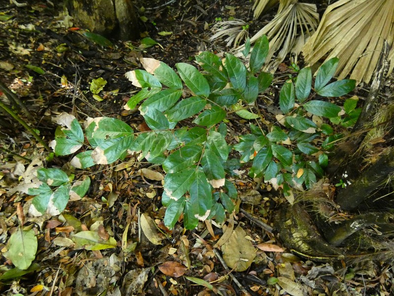 Cynometra lenticellata photo 4