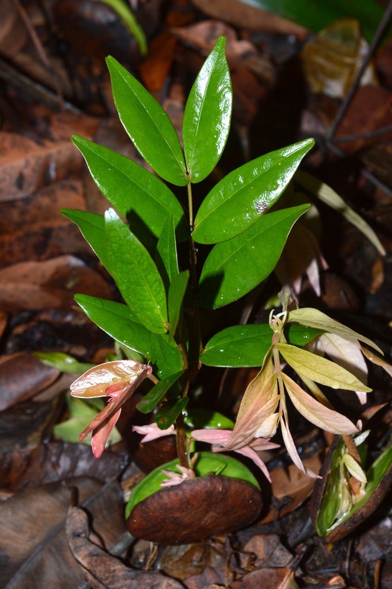 Cynometra lenticellata photo 6