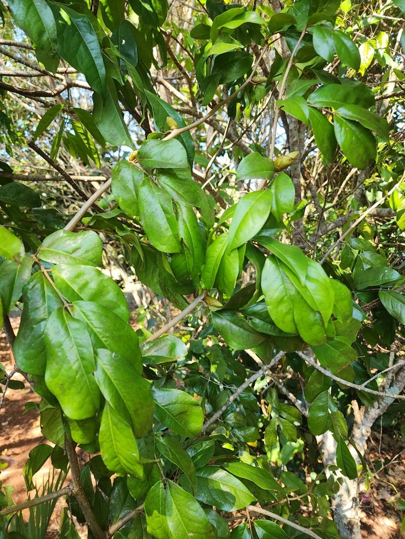 Cynometra lenticellata photo 8