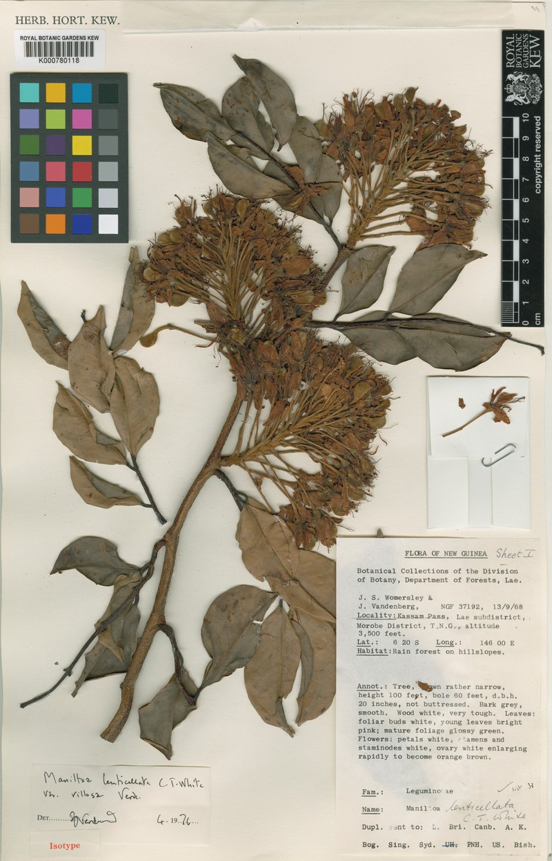Cynometra lenticellata var. villosa