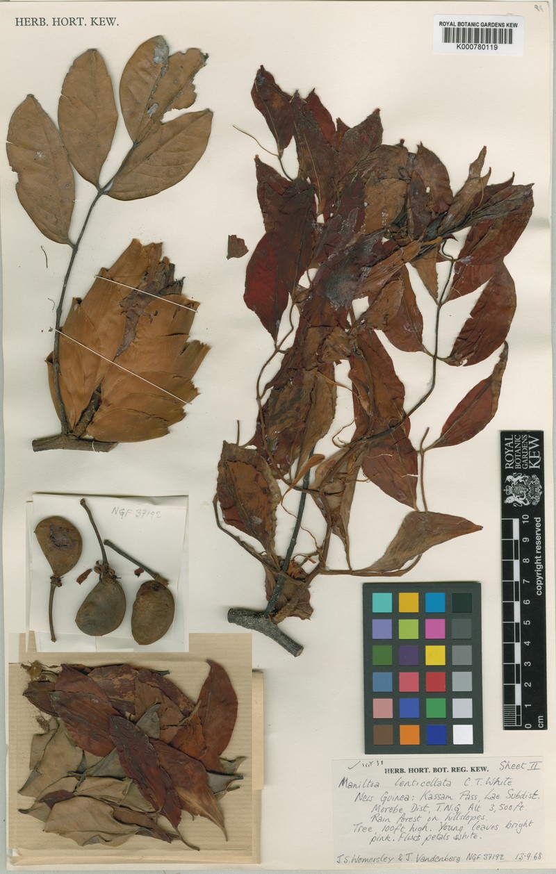 Cynometra lenticellata var. villosa photo 2