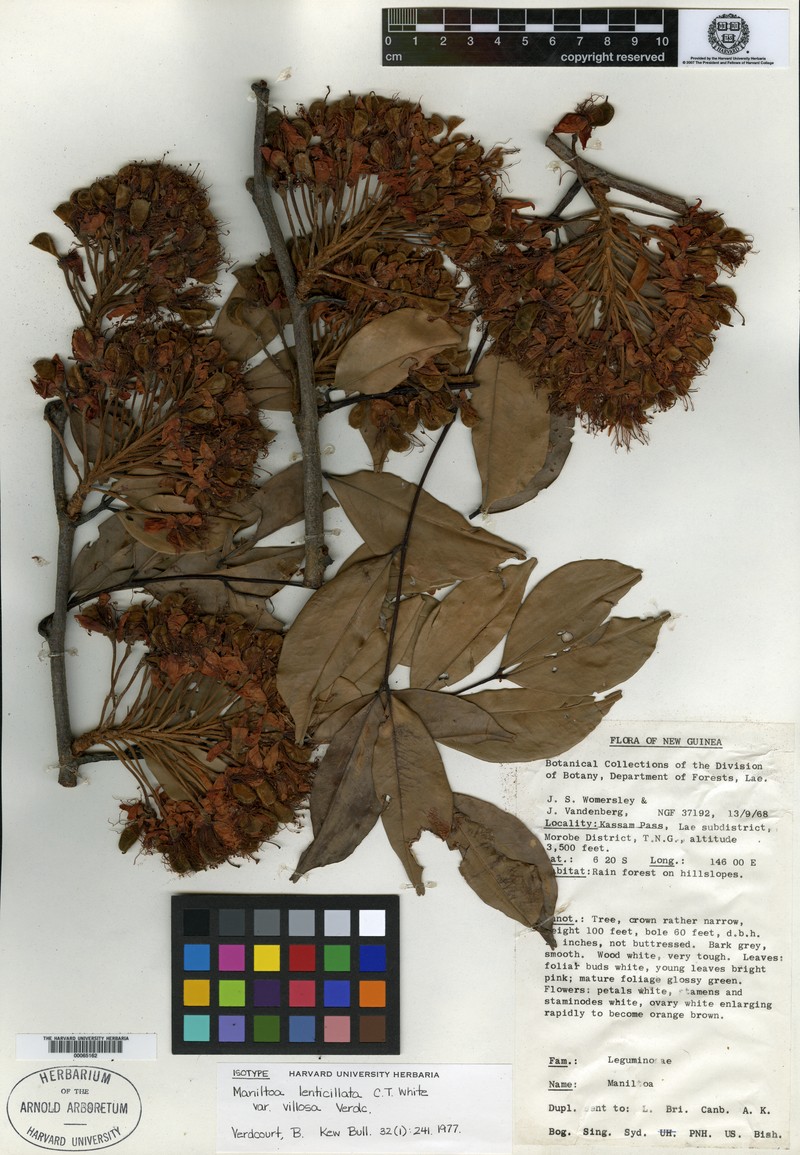 Cynometra lenticellata var. villosa photo 3