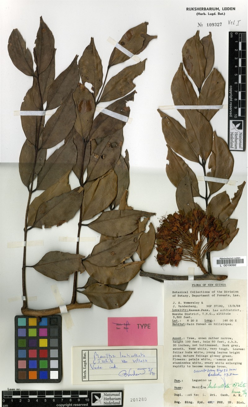 Cynometra lenticellata var. villosa photo 4
