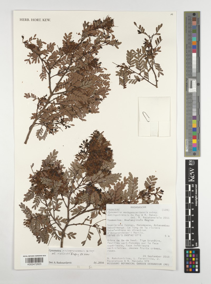 Cynometra madagascariensis subsp. madagascariensis