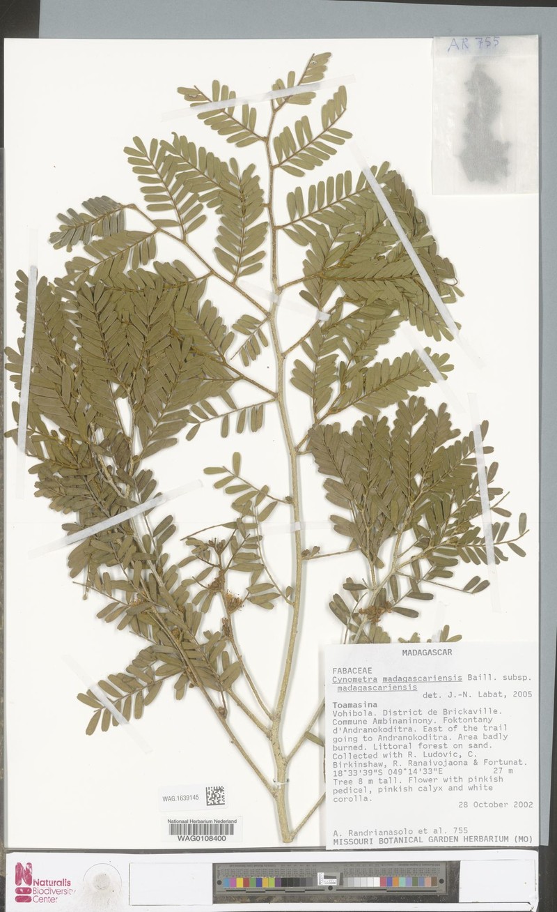 Cynometra madagascariensis subsp. madagascariensis photo 2