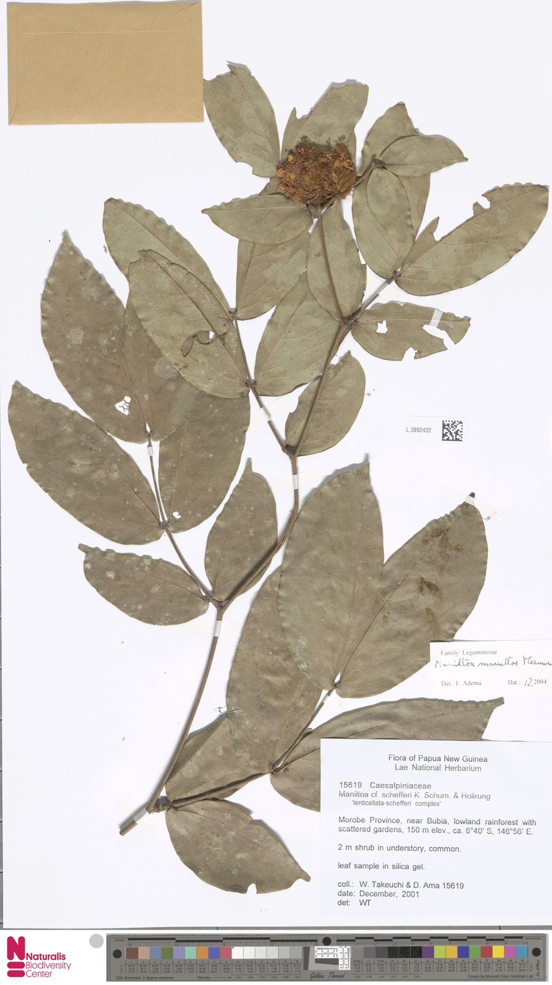 Cynometra mariettae