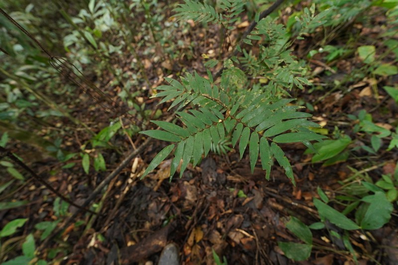 Cynometra plurijuga