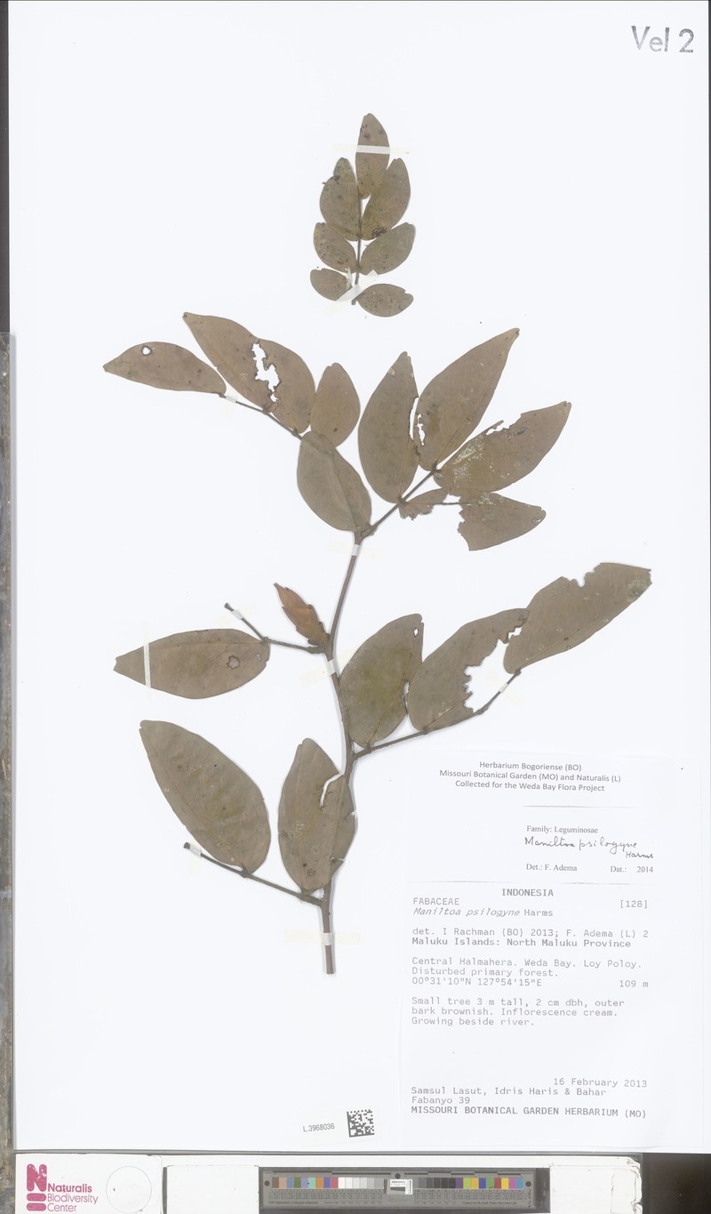 Cynometra psilogyne