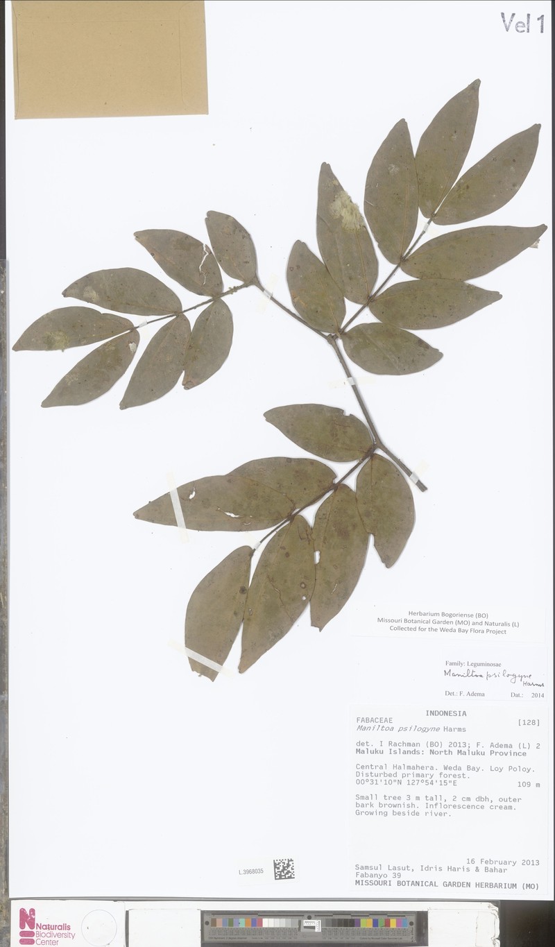 Cynometra psilogyne photo 2