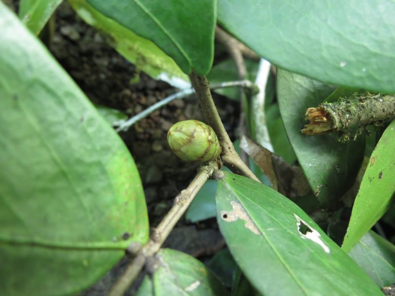 Cynometra psilogyne photo 4