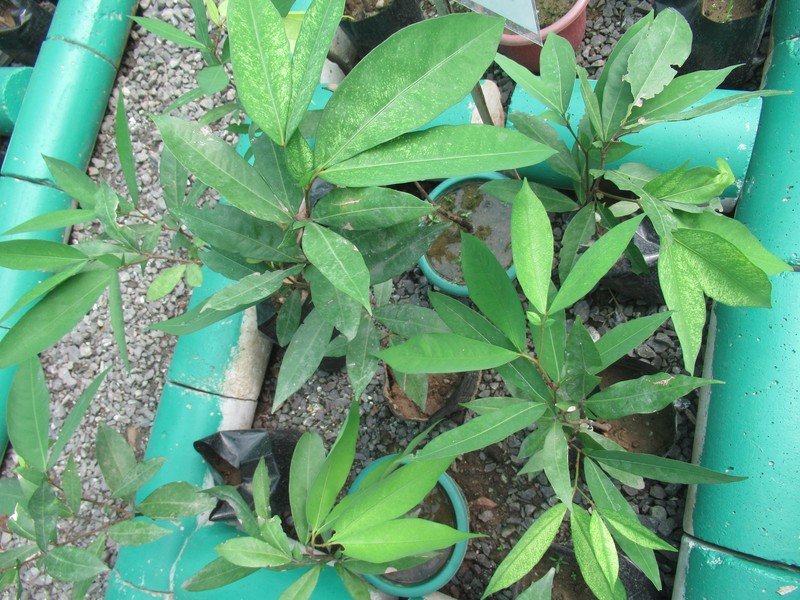Cynometra photo 2