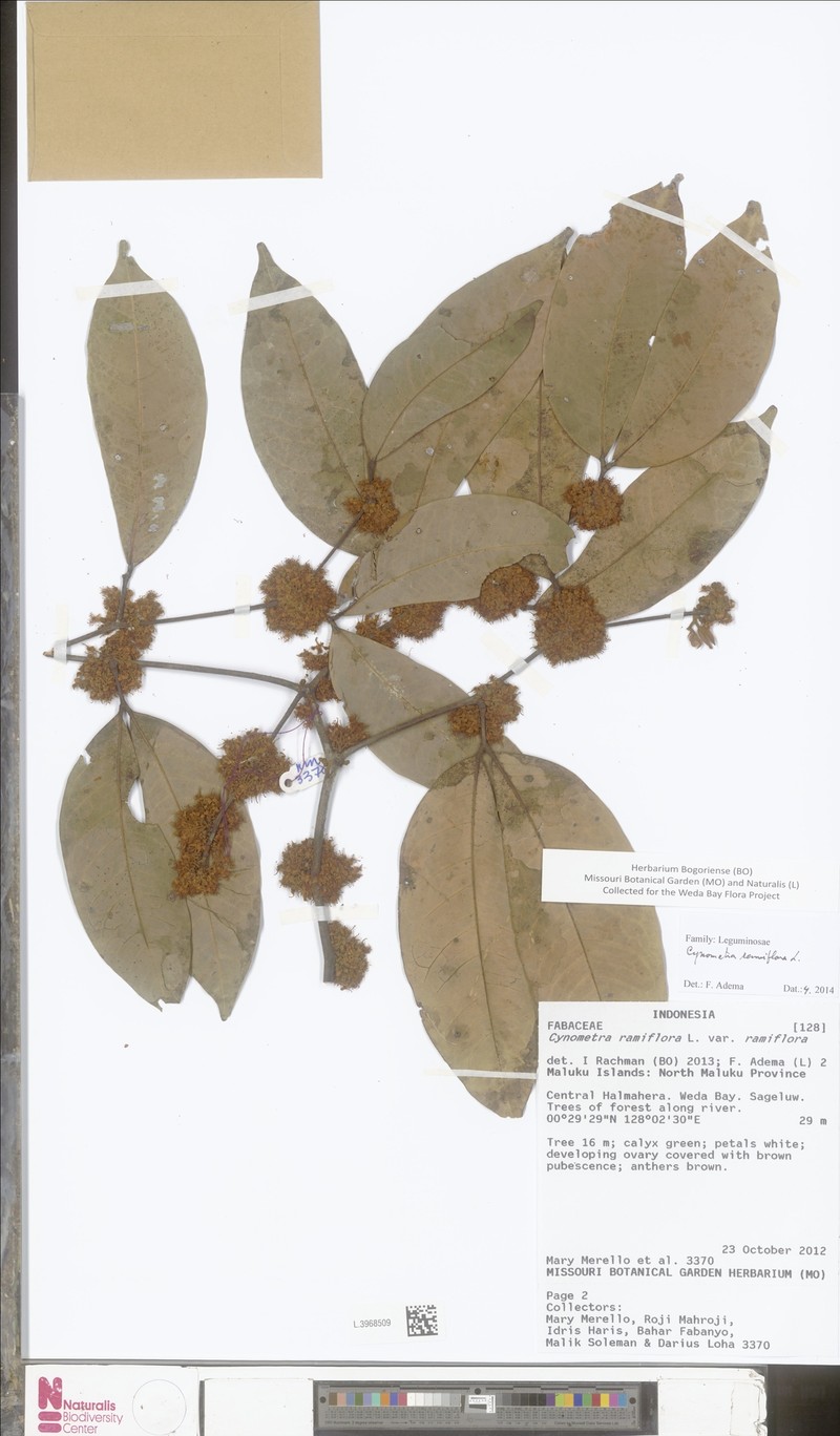 Cynometra ramiflora var. ramiflora