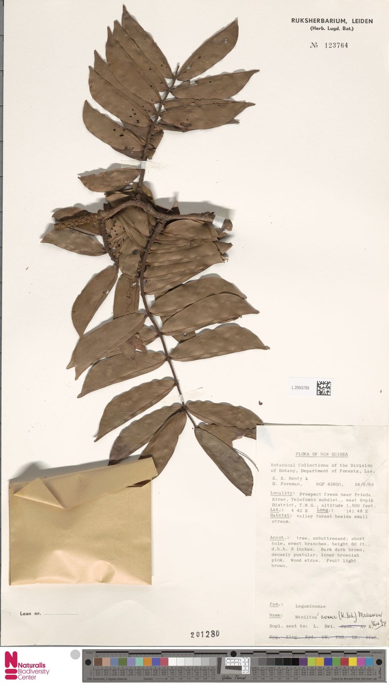 Cynometra rosea