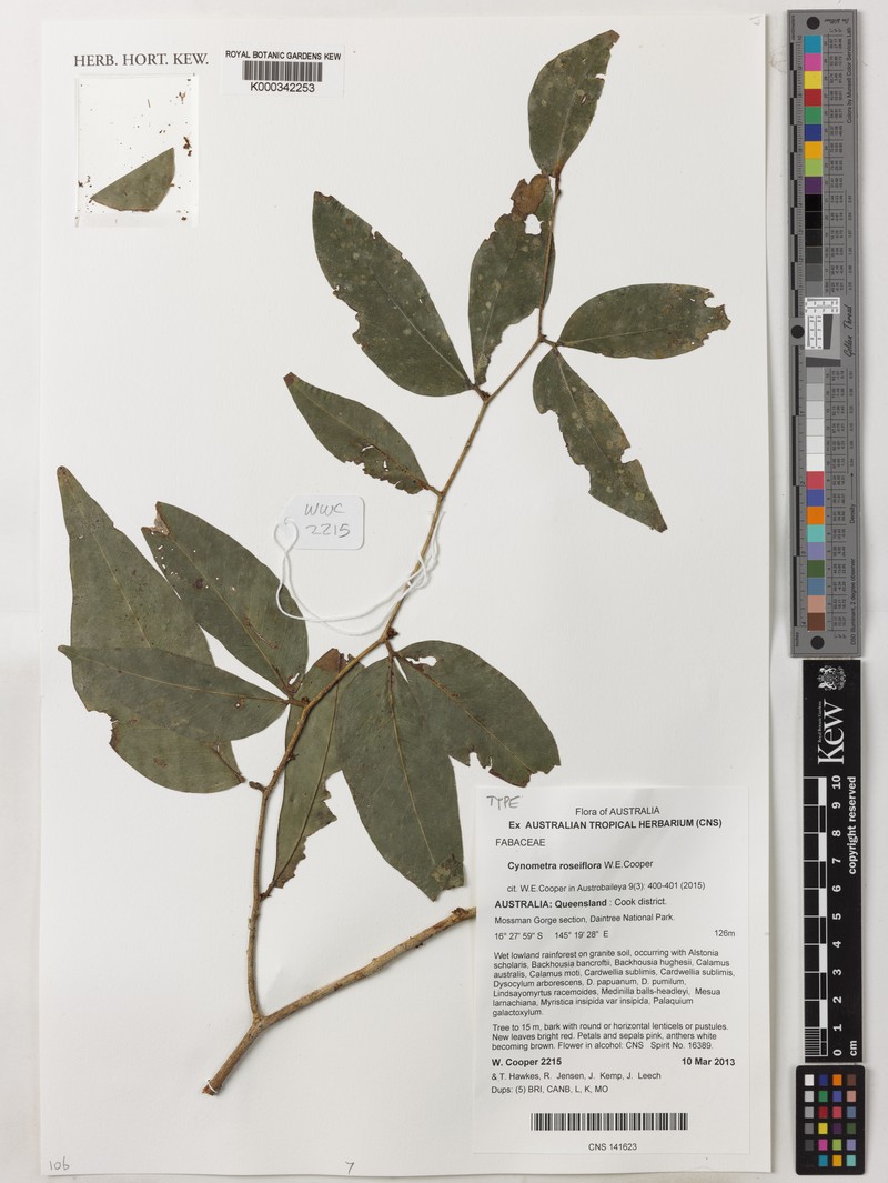 Cynometra roseiflora