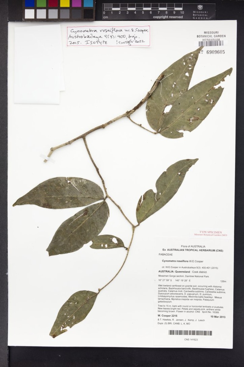 Cynometra roseiflora photo 2