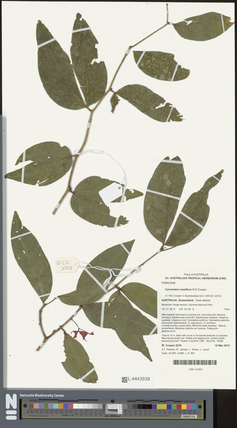 Cynometra roseiflora photo 3