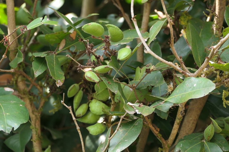 Cynometra sampathkumaraniana