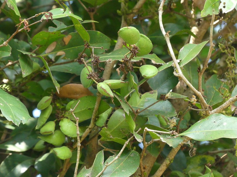 Cynometra sampathkumaraniana photo 2