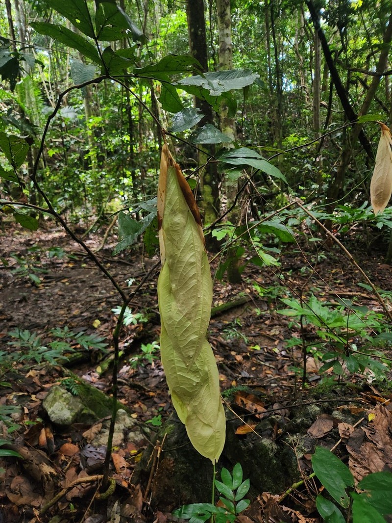 Cynometra schefferi photo 2
