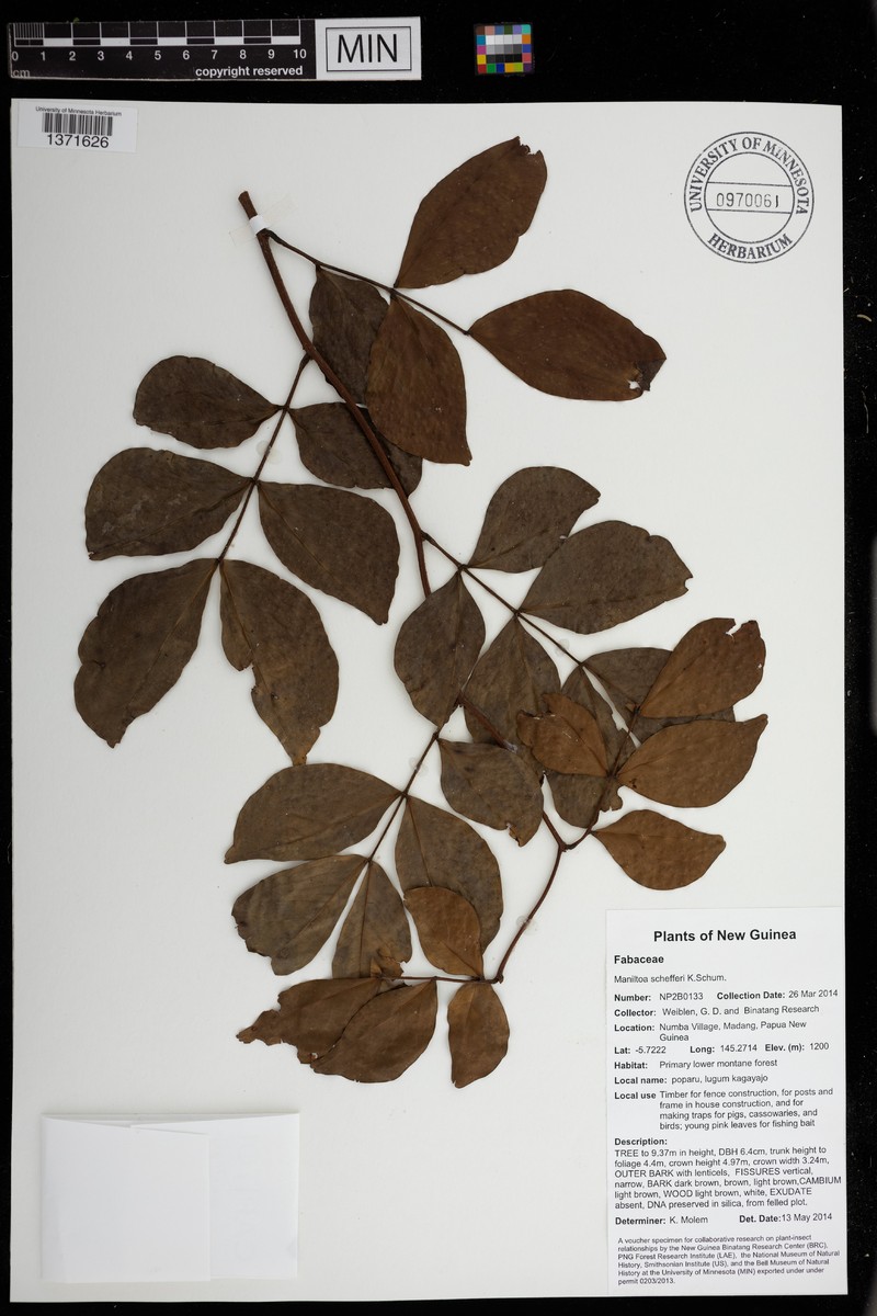 Cynometra schefferi photo 6