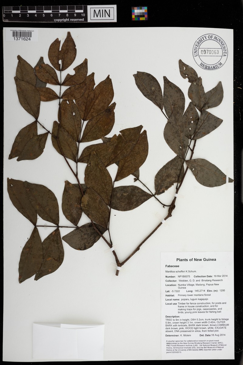 Cynometra schefferi photo 7