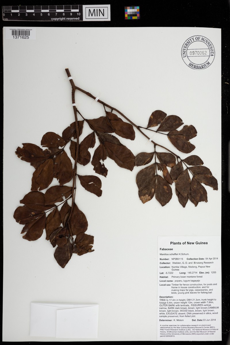 Cynometra schefferi photo 8