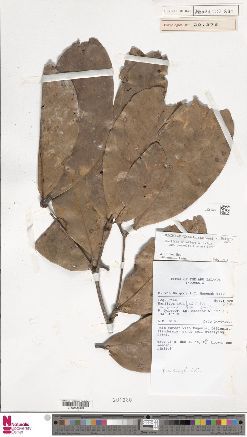 Cynometra schefferi var. peekelii
