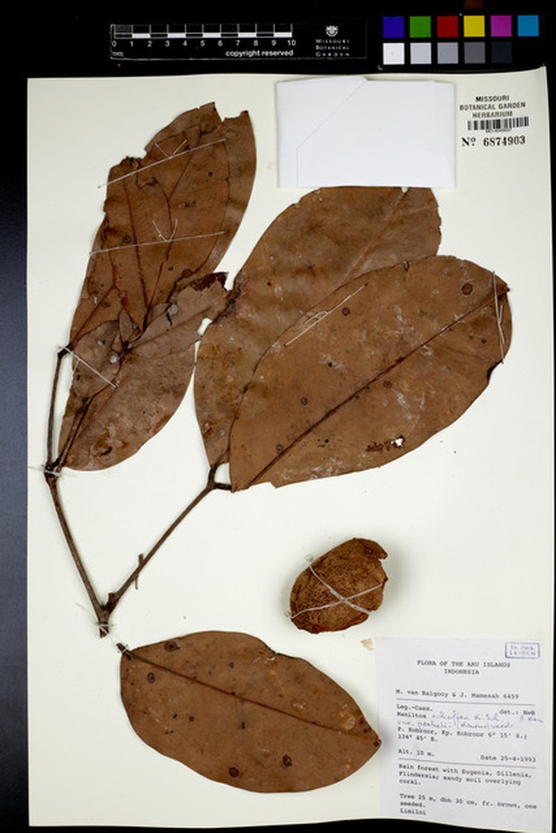 Cynometra schefferi var. peekelii photo 2