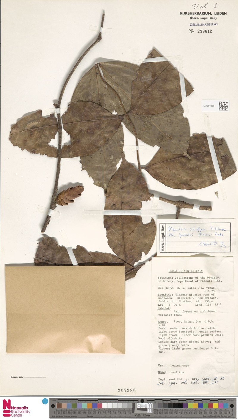 Cynometra schefferi var. peekelii photo 3