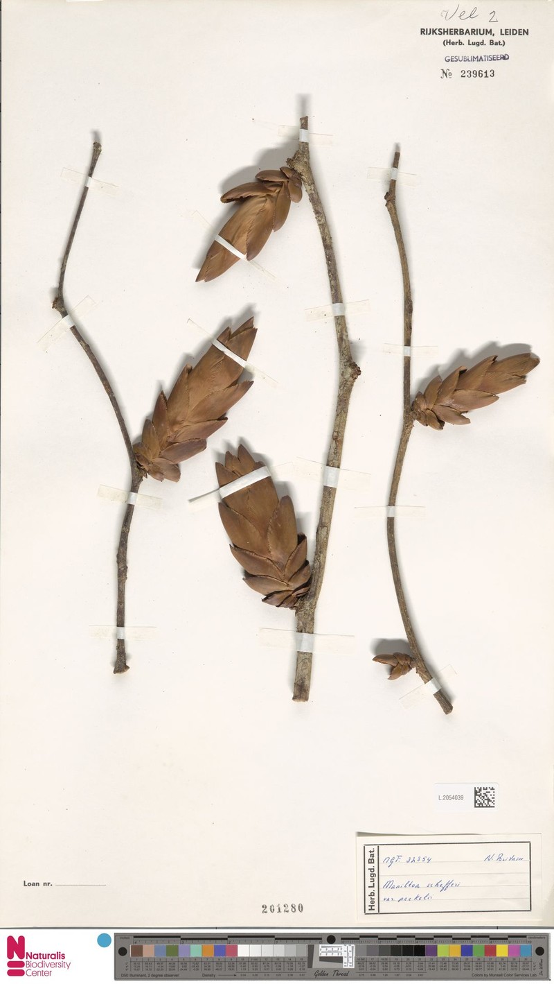 Cynometra schefferi var. peekelii photo 4