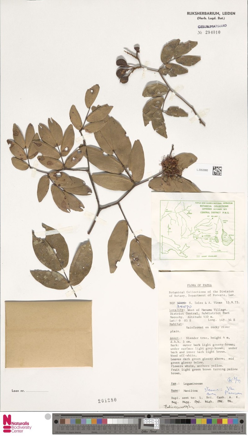 Cynometra steenisii