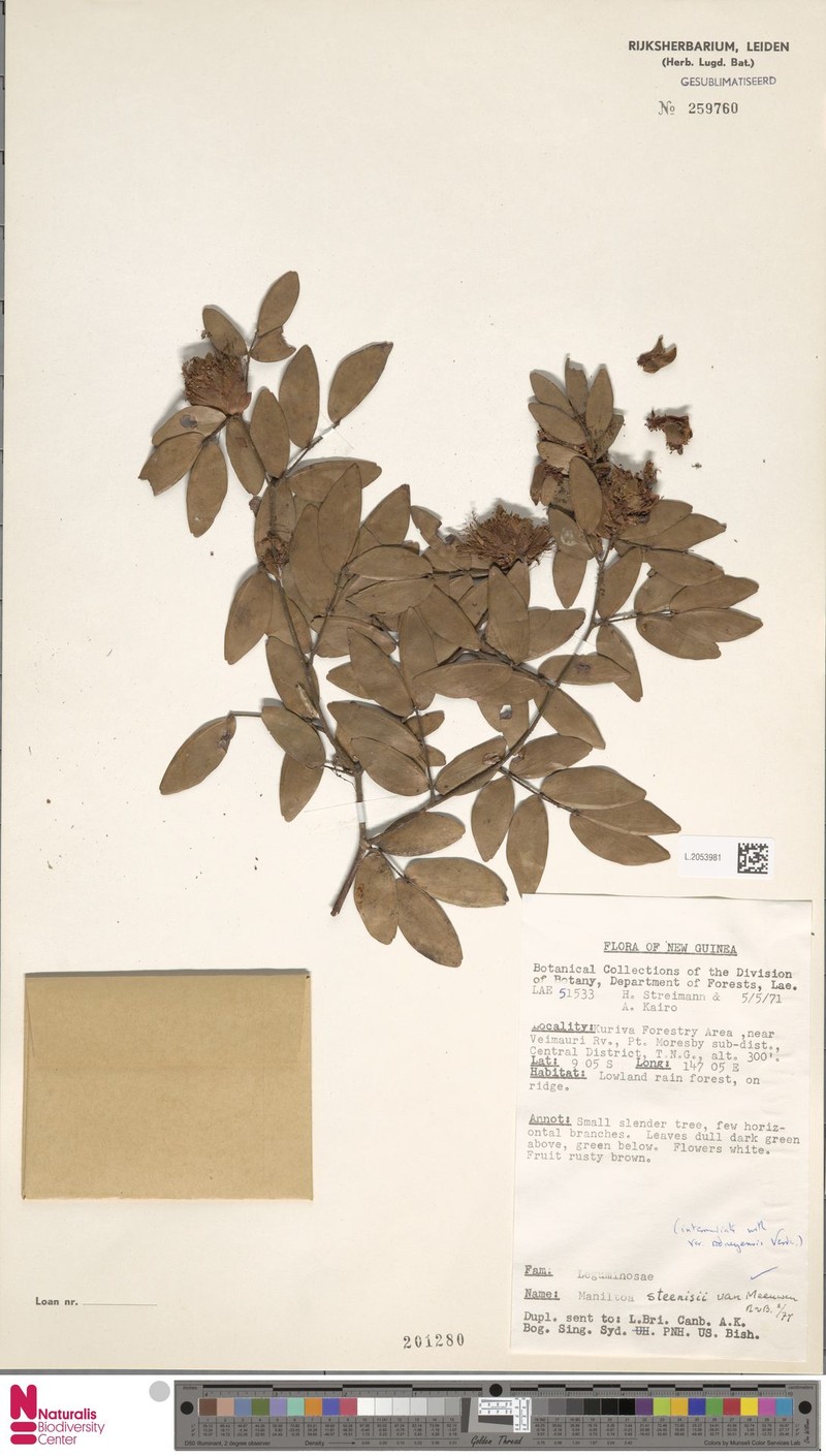 Cynometra steenisii photo 2