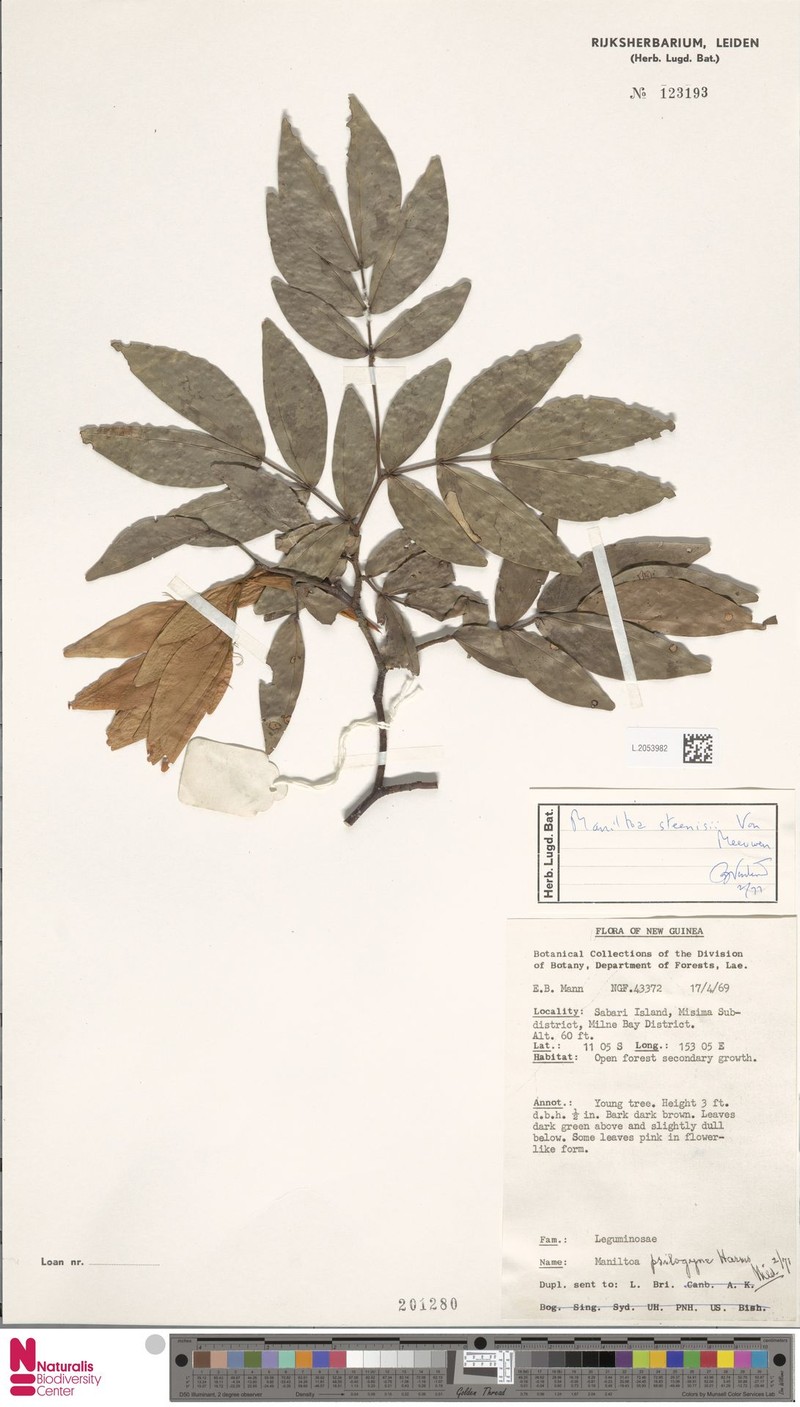 Cynometra steenisii photo 4