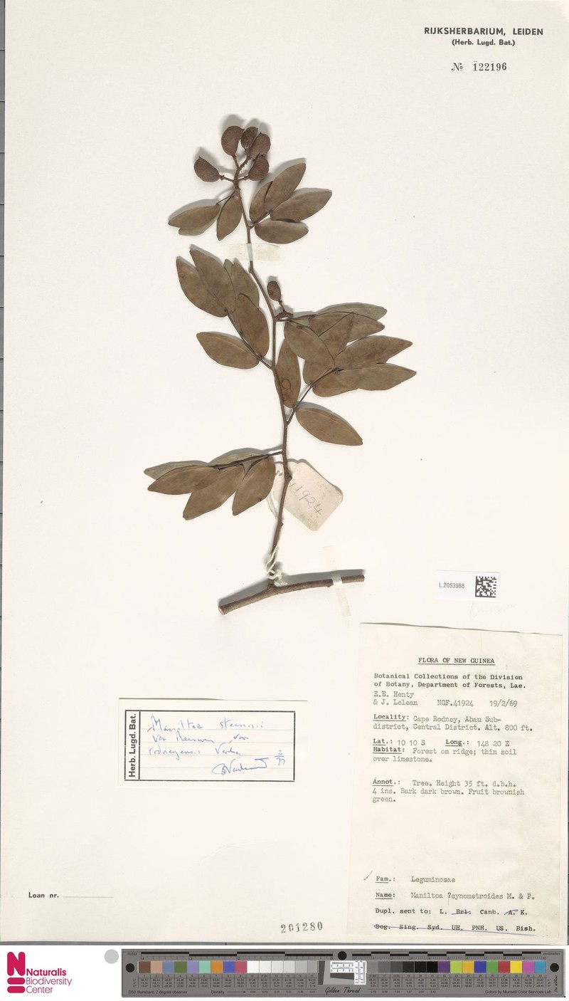 Cynometra steenisii var. rodneyensis