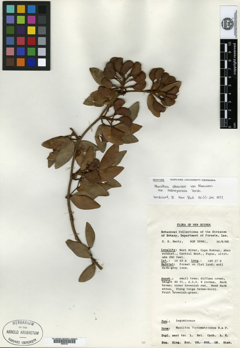 Cynometra steenisii var. rodneyensis photo 2