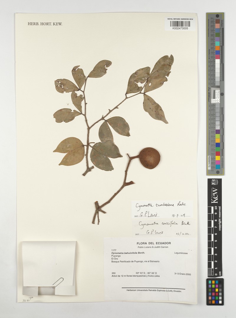 Cynometra tumbesiana