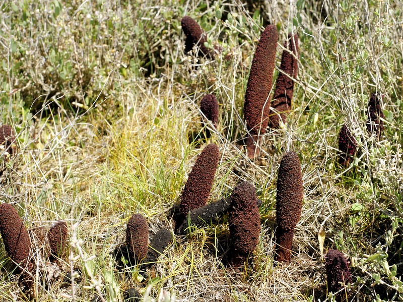 Cynomorium coccineum photo 2