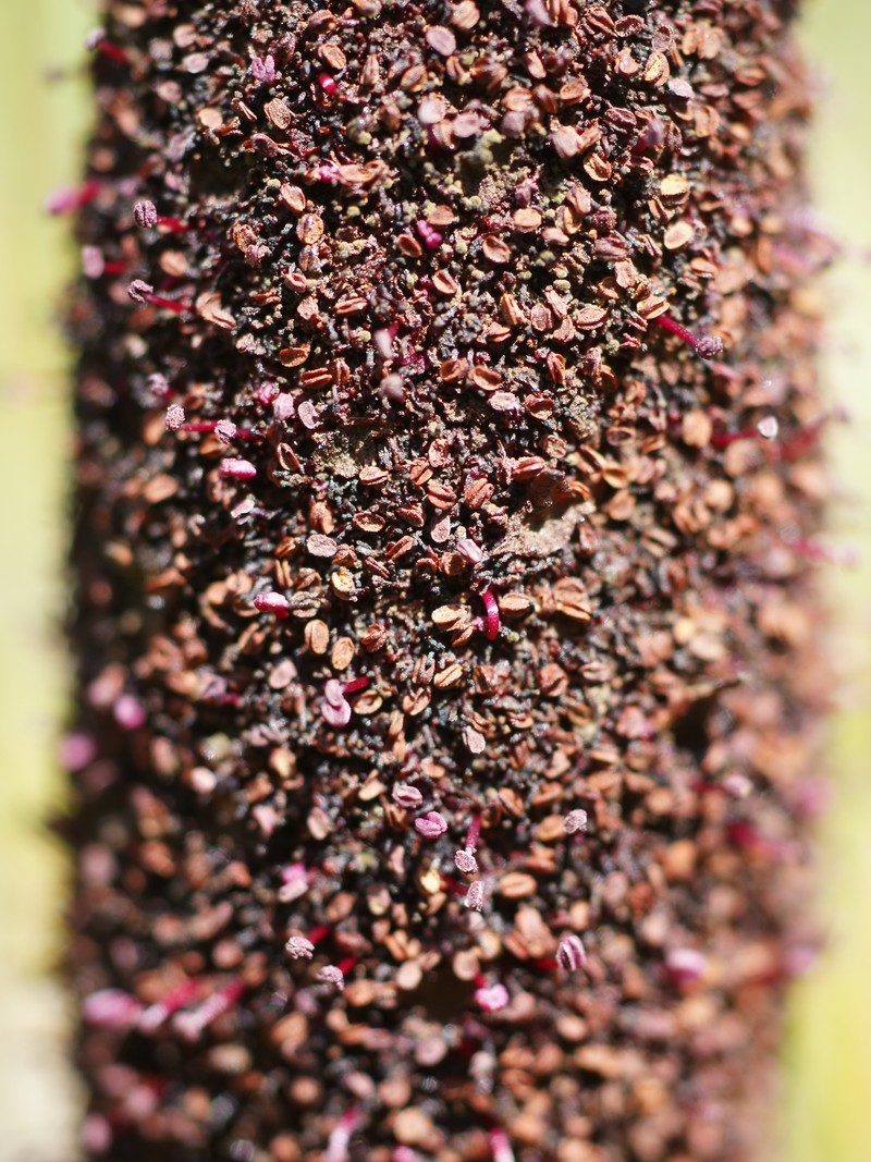 Cynomorium coccineum photo 3