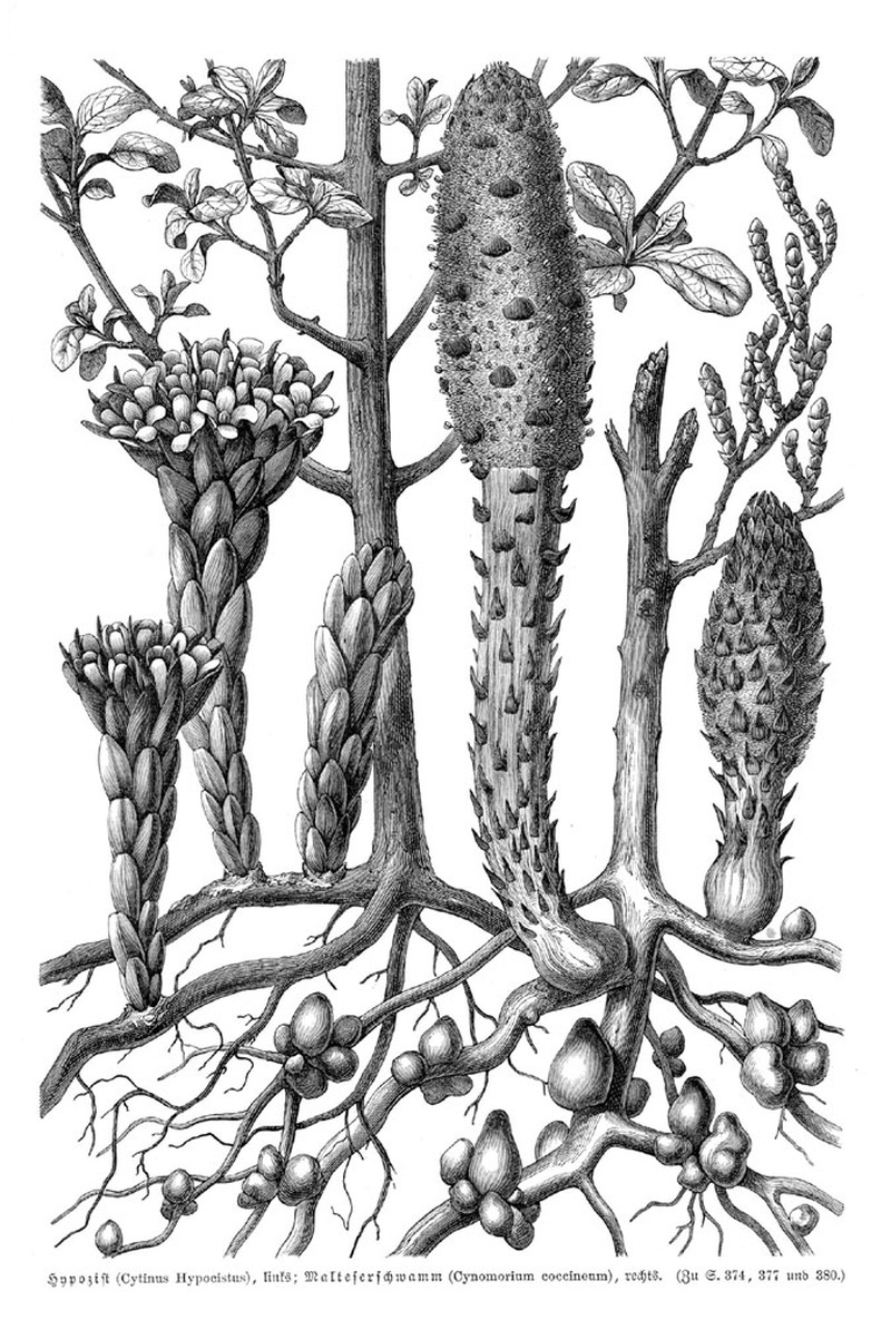 Cynomorium coccineum photo 4